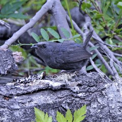 Scytalopus magellanicus