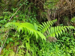 Onocleaceae