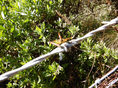 Polistes chinensis