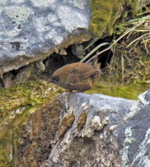 Scytalopus magellanicus