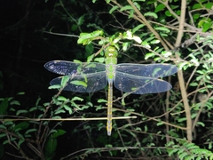 Anax indicus