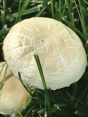 Agaricus