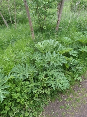 Heracleum mantegazzianum