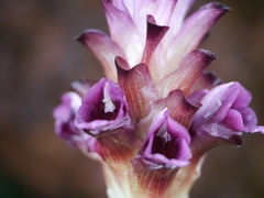 Curcuma decipiens
