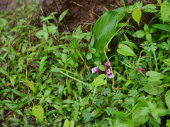 Curcuma decipiens
