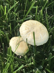 Agaricus