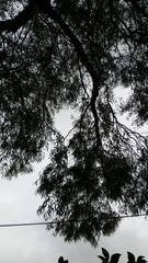 Anthochaera carunculata