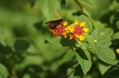 Miltomiges cinnamomea