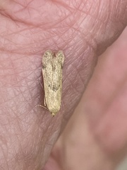 Blastobasis lacticolella