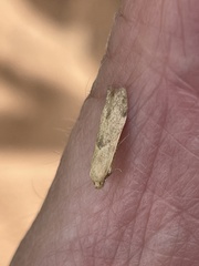 Blastobasis lacticolella