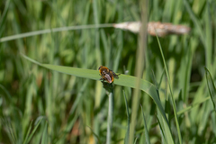 Merodon equestris