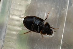 Enochrus