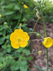 Ranunculus lanuginosus