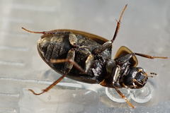 Enochrus