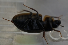 Enochrus