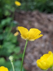 Ranunculus lanuginosus
