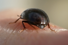 Enochrus