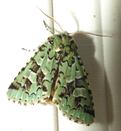 Comstock's Sallow photo 3