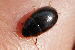 Enochrus