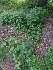 Ranunculus lanuginosus
