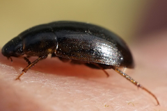 Enochrus