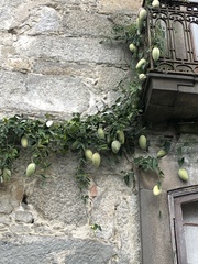 Araujia sericifera