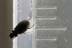 Coleoptera