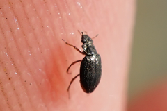Coleoptera