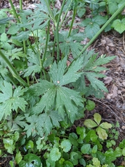 Ranunculus lanuginosus
