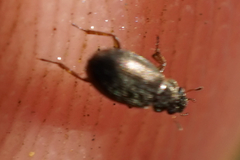 Coleoptera