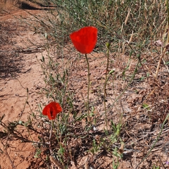 Papaver