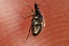 Coleoptera
