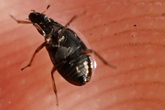 Coleoptera