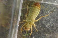 Orthetrum albistylum speciosum