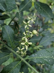 Euonymus europaeus