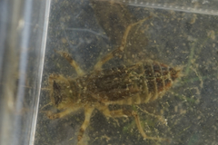 Orthetrum albistylum speciosum