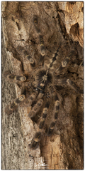 Poecilotheria subfusca