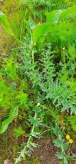 Carduus acanthoides