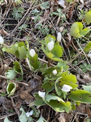Sanguinaria canadensis