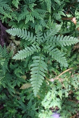 Pteris amoena