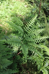 Pteris amoena