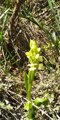 Dactylorhiza insularis