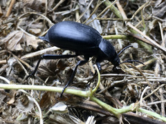Blaps lusitanica