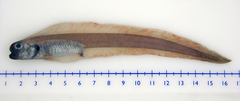 Atlantic Soft Pout photo 1