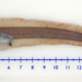 Melanostigma atlanticum - Photo (c) 
Mac Eachern, William J.,  זכויות יוצרים חלקיות (CC BY)
