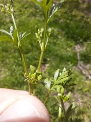 Ammoselinum butleri
