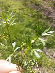 Ammoselinum butleri