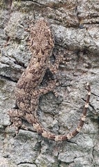 Gekko chinensis
