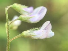 Vicia pubescens