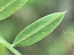 Vicia pubescens